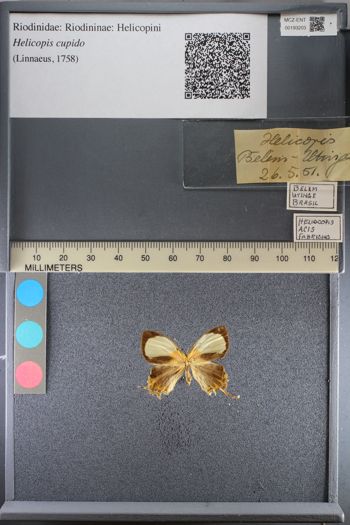 Media type: image;   Entomology 193203